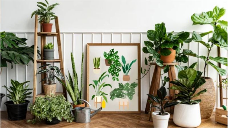 Indoor flowers and plants suitable for beginners