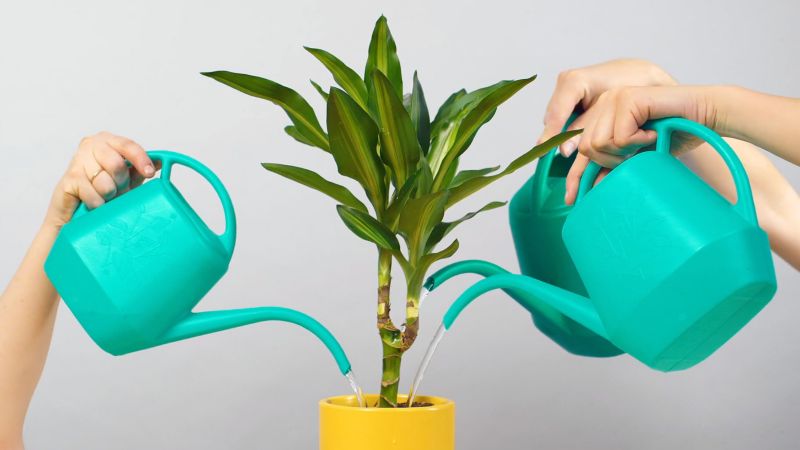 Do you know the watering myths and the right way to water indoor flowers and plants?