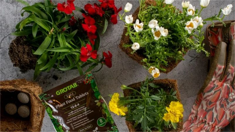 Scientific fertilization: Help indoor flower and plant thrive