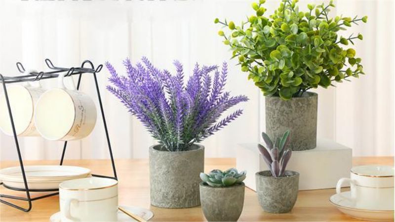 Sun and Shade: Plants for Different Light Conditions