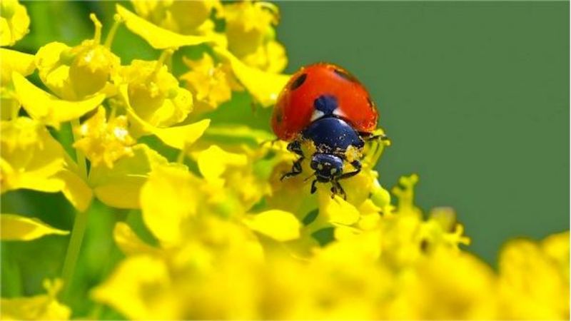 How to prevent plant pests and diseases