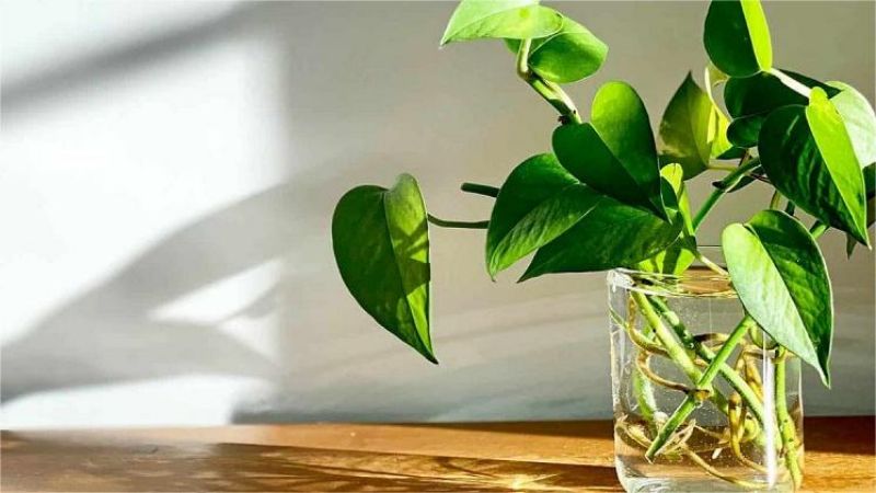 Hydroponic planting basics: how to grow hydroponic plants at home