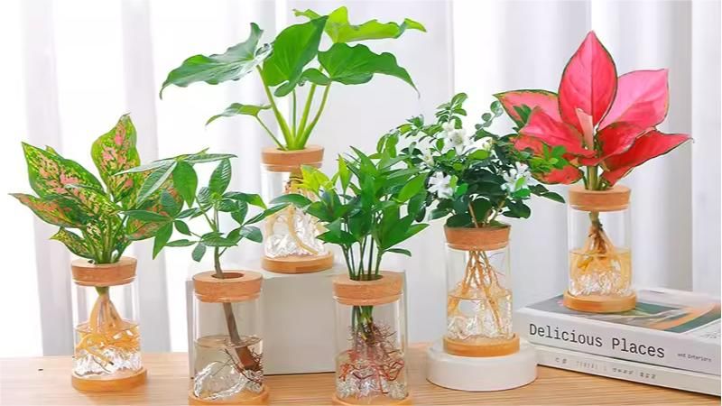 Comparison between hydroponics and soil cultivation: Effects of the same type of planting