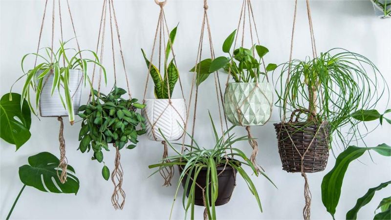 Indoor plants that absorb formaldehyde: improve air quality