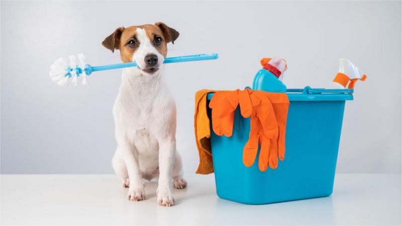 How to clean your house for pet-raising families!