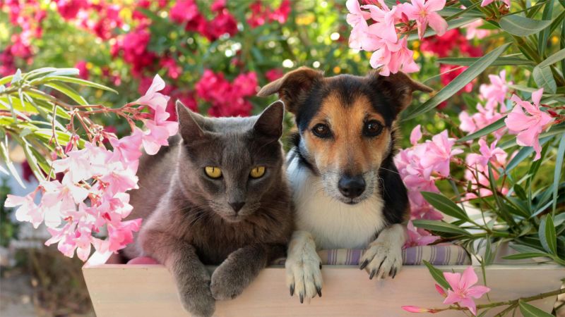 Beautiful but dangerous: These flowers are harmful to pets